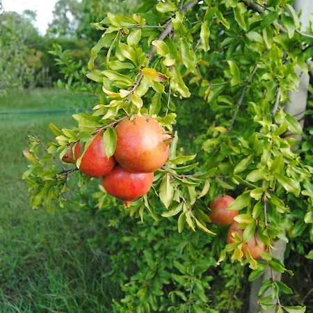 ベッド・アンド・ブレックファスト Arenosu25