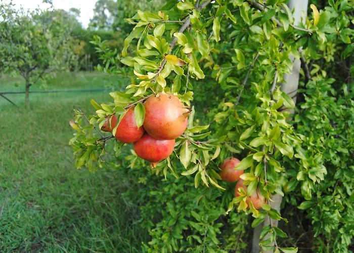 ベッド・アンド・ブレックファスト Arenosu25